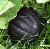 10 Pcs Heirloom Japanese Black Pumpkin Vegetables
