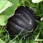 10 Pcs Heirloom Japanese Black Pumpkin Vegetables