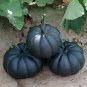 10 Pcs Heirloom Japanese Black Pumpkin Vegetables