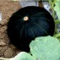 10 Pcs Heirloom Japanese Black Pumpkin Vegetables