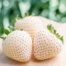 25 Pcs Rare White Strawberry