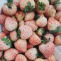 25 Pcs Rare White Strawberry