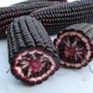 12 Pcs Heirloom Black Sweet Waxy Corn Fruits