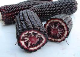 12 Pcs Heirloom Black Sweet Waxy Corn Fruits