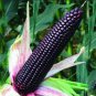12 Pcs Heirloom Black Sweet Waxy Corn Fruits