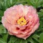 5 Pcs 'Kopper Kettle' Orange Peony Tree