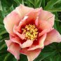 5 Pcs 'Kopper Kettle' Orange Peony Tree