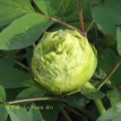 5 Pcs Rare 'Lv Juren' Green Peony Shrub