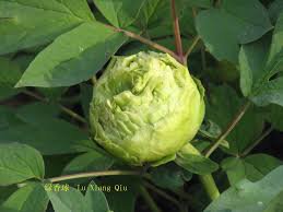 5 Pcs Rare 'Lv Juren' Green Peony Shrub
