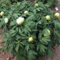 5 Pcs Rare 'Lv Juren' Green Peony Shrub