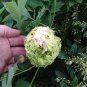 5 Pcs Rare 'Lv Juren' Green Peony Shrub
