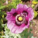 50 Pcs Beautiful California Poppy Flowers Seeds 50 Pcs Beautiful California Poppy Flowers Seeds