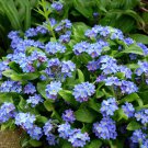 50 Pcs Blue Myosotis Sylvatica Bonsai Seeds 50 Pcs Blue Myosotis Sylvatica Bonsai Seeds