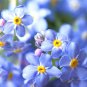50 Pcs Blue Myosotis Sylvatica Bonsai Seeds