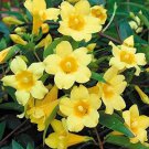 20 Pcs Flowers Yellow Jasmine Seeds 20 Pcs Flowers Yellow Jasmine Seeds