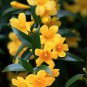 20 Pcs Flowers Yellow Jasmine Seeds