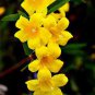 20 Pcs Flowers Yellow Jasmine Seeds