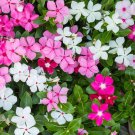 20 Pcs Beautiful Periwinkle Flowers Seeds