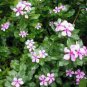 20 Pcs Beautiful Periwinkle Flowers Seeds