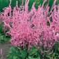 50 Pcs Beautiful Limonium Valentine flower seeds