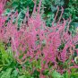 50 Pcs Beautiful Limonium Valentine flower seeds