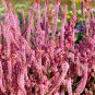 50 Pcs Beautiful Limonium Valentine flower seeds