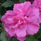 50 Pcs Beautiful Dwarf Sharon Flowers Seeds 50 Pcs Beautiful Dwarf Sharon Flowers Seeds