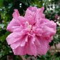 50 Pcs Beautiful Dwarf Sharon Flowers Seeds