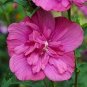 50 Pcs Beautiful Dwarf Sharon Flowers Seeds