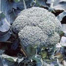 50 Pcs Natural Organic Broccoli Vegetable Seeds