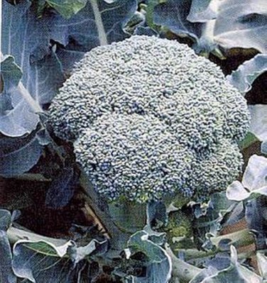 50 Pcs Natural Organic Broccoli Vegetable Seeds