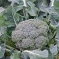 50 Pcs Natural Organic Broccoli Vegetable Seeds