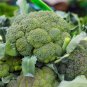 50 Pcs Natural Organic Broccoli Vegetable Seeds