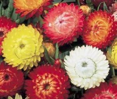 30 Pcs Golf Chrysanthemum Flower Bonsai Seeds