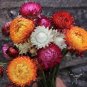 30 Pcs Golf Chrysanthemum Flower Bonsai Seeds