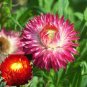 30 Pcs Golf Chrysanthemum Flower Bonsai Seeds