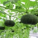 10 Pcs Rare Vegetables The Pumpkin Seedling Seeds