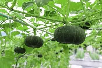 10 Pcs Rare Vegetables The Pumpkin Seedling Seeds
