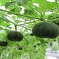 10 Pcs Rare Vegetables The Pumpkin Seedling Seeds