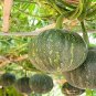 10 Pcs Rare Vegetables The Pumpkin Seedling Seeds