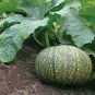 10 Pcs Rare Vegetables The Pumpkin Seedling Seeds