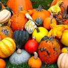 10 Pcs Ornamental Doll Pumpkin Seeds