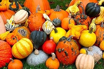 10 Pcs Ornamental Doll Pumpkin Seeds