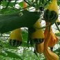 10 Pcs Ornamental Doll Pumpkin Seeds