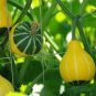 10 Pcs Ornamental Doll Pumpkin Seeds