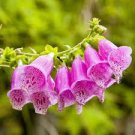 60 Pcs Common Foxgloves Seeds Liberty Bell Seeds 60 Pcs Common Foxgloves Seeds Liberty Bell Seeds
