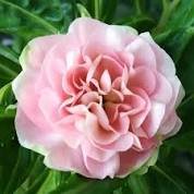 25 Pcs Pink Camellia Impatiens Seeds