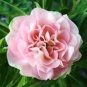 25 Pcs Pink Camellia Impatiens Seeds
