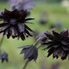 20 Pcs Double Columbines Aquilegia Seeds