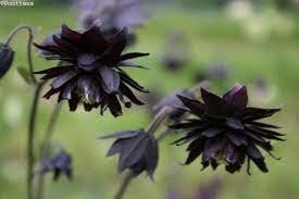 20 Pcs Double Columbines Aquilegia Seeds